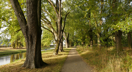 Dvě stromové aleje v Plzni soutěží o titul Alej roku