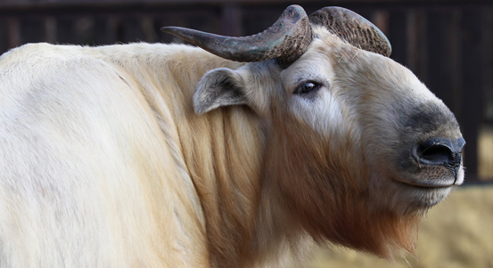 Plzeňská zoo získala k chovu vzácné takiny čínské