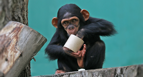 Plzeňskou zoo navštívilo loni přes 476 tisíc lidí. Zahrada oslavila počátek roku opičími narozeninami, ale i shrnula uplynulý jubilejní rok