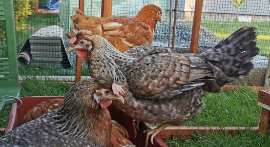 Lhota, Černice, Radobyčice a Litice jsou v pásmu dozoru výskytu ptačí chřipky