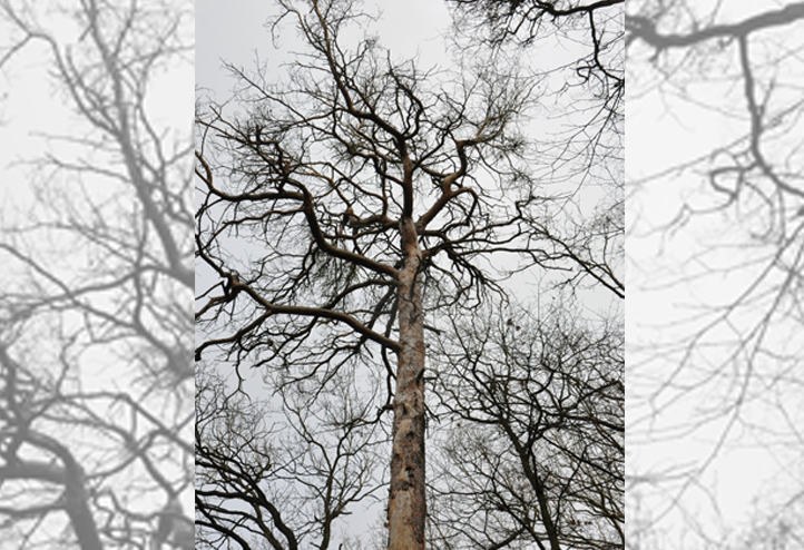 Zdroj fotografií: Správa veřejného statku města Plzně