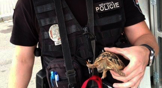 Strážníci odchytili vloni přes šest stovek zvířat