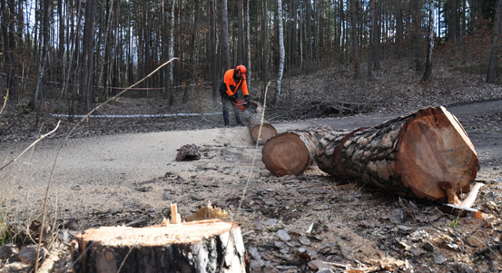 Vítr ničil stromy v městských lesích v Plzni. Lidé by měli v nejbližších dnech chodit jen po cestách a být obezřetní.