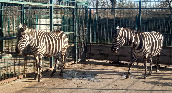 Stádo zeber v plzeňské zoo posílily dvě klisny