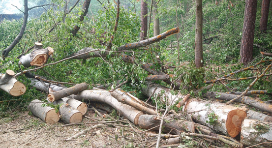 Vítr lámal stromy v městských lesích i parcích v Plzni. V nejbližších dnech by lidé měli chodit jen po cestách a být obezřetní