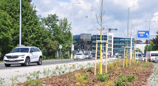 Zelený středový pás v Tyršově ulici v Plzni se už zelená