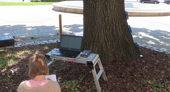 Město Plzeň nechalo prověřit stabilitu mohutného dubu před muzeem