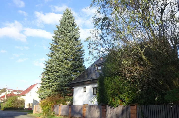 Jedle ojíněná (zdroj foto: rodina Kolečkova)