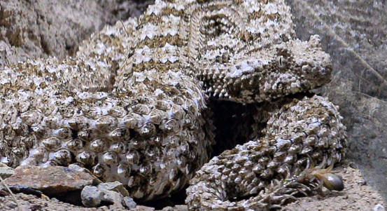 Zoo Plzeň přivítala ojedinělý přírůstek. V Království jedu chová zmiji pavoučí