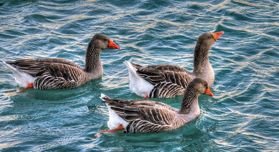 U Líní se objevila ptačí chřipka. Veterináři vydali doporučení