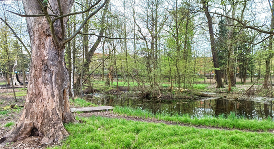 Lidé mohou rozhodnout o nové podobě Papírenského parku