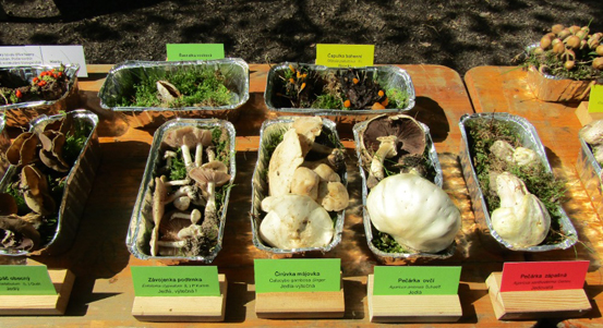Arboretum Sofronka zve na výstavu hub