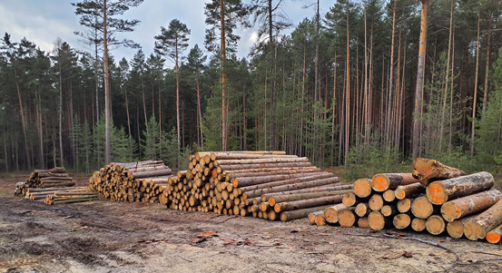 Dřevo z městských lesů je na prodej
