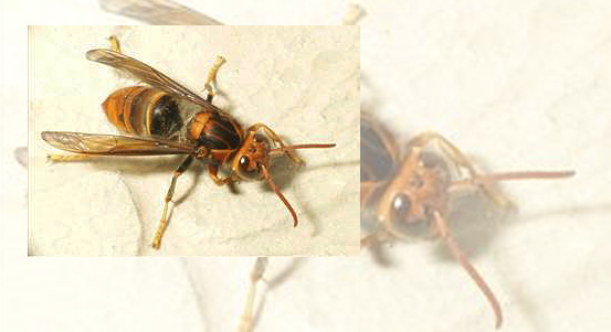 Hasiči v pondělí zlikvidují nalezené hnízdo sršně asijské. Veřejnost může pomoci s jejich hledáním