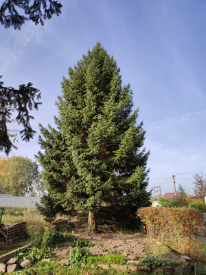 Smrk ztepilý (foto: A. Rusňák)