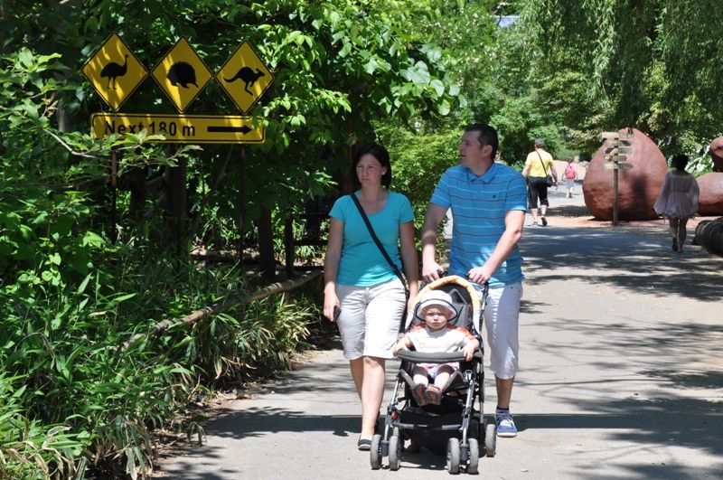 Na návštěvníky plzeňské zoo čeká v nadcházejících prázdninových měsících nová expozice. Prostřednictvím naučné stezky sestavené z 29 zastavení jim představí australské léto. Jednotlivé části expozice přibližují nejen unikátní faunu a floru nejmenšího kontinentu, ale zároveň návštěvníky seznamují i s Aboridžinci, původními obyvateli Austrálie, a jejich životem. Po dlouhých čtyřiceti letech se do místní zahrady opět vracejí australští psi dingo. Mezi další zajímavá zvířata patří ježura a nemohou zde samozřejmě chybět klokani, kterých zoo v Plzni chová devět druhů. (foto: 13.6.2013)