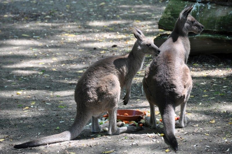 Na návštěvníky plzeňské zoo čeká v nadcházejících prázdninových měsících nová expozice. Prostřednictvím naučné stezky sestavené z 29 zastavení jim představí australské léto. Jednotlivé části expozice přibližují nejen unikátní faunu a floru nejmenšího kontinentu, ale zároveň návštěvníky seznamují i s Aboridžinci, původními obyvateli Austrálie, a jejich životem. Po dlouhých čtyřiceti letech se do místní zahrady opět vracejí australští psi dingo. Mezi další zajímavá zvířata patří ježura a nemohou zde samozřejmě chybět klokani, kterých zoo v Plzni chová devět druhů. (foto: 13.6.2013)