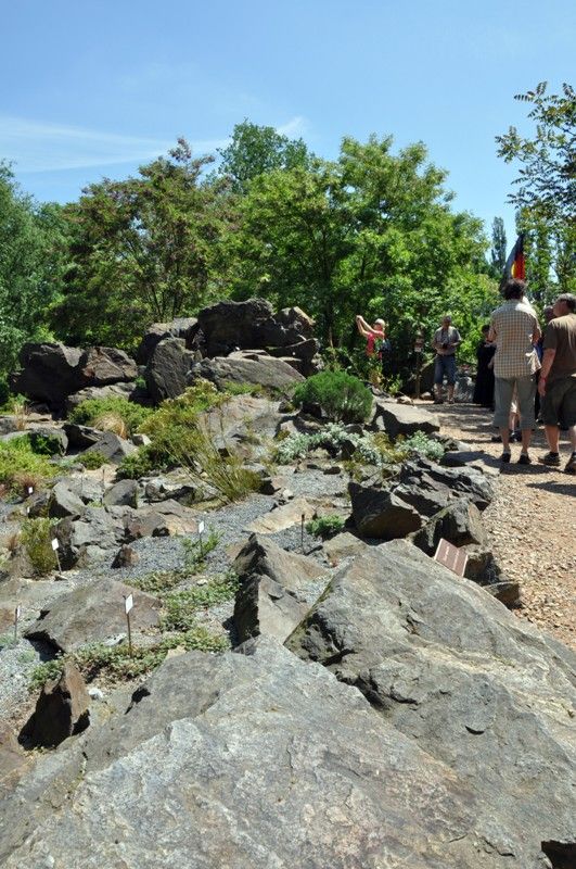 Na návštěvníky plzeňské zoo čeká v nadcházejících prázdninových měsících nová expozice. Prostřednictvím naučné stezky sestavené z 29 zastavení jim představí australské léto. Jednotlivé části expozice přibližují nejen unikátní faunu a floru nejmenšího kontinentu, ale zároveň návštěvníky seznamují i s Aboridžinci, původními obyvateli Austrálie, a jejich životem. Po dlouhých čtyřiceti letech se do místní zahrady opět vracejí australští psi dingo. Mezi další zajímavá zvířata patří ježura a nemohou zde samozřejmě chybět klokani, kterých zoo v Plzni chová devět druhů. (foto: 13.6.2013)