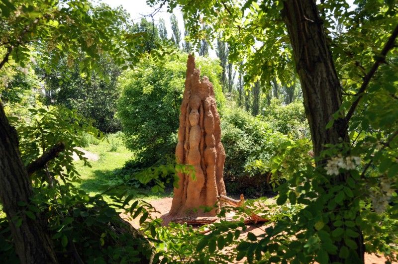 Na návštěvníky plzeňské zoo čeká v nadcházejících prázdninových měsících nová expozice. Prostřednictvím naučné stezky sestavené z 29 zastavení jim představí australské léto. Jednotlivé části expozice přibližují nejen unikátní faunu a floru nejmenšího kontinentu, ale zároveň návštěvníky seznamují i s Aboridžinci, původními obyvateli Austrálie, a jejich životem. Po dlouhých čtyřiceti letech se do místní zahrady opět vracejí australští psi dingo. Mezi další zajímavá zvířata patří ježura a nemohou zde samozřejmě chybět klokani, kterých zoo v Plzni chová devět druhů. (foto: 13.6.2013)