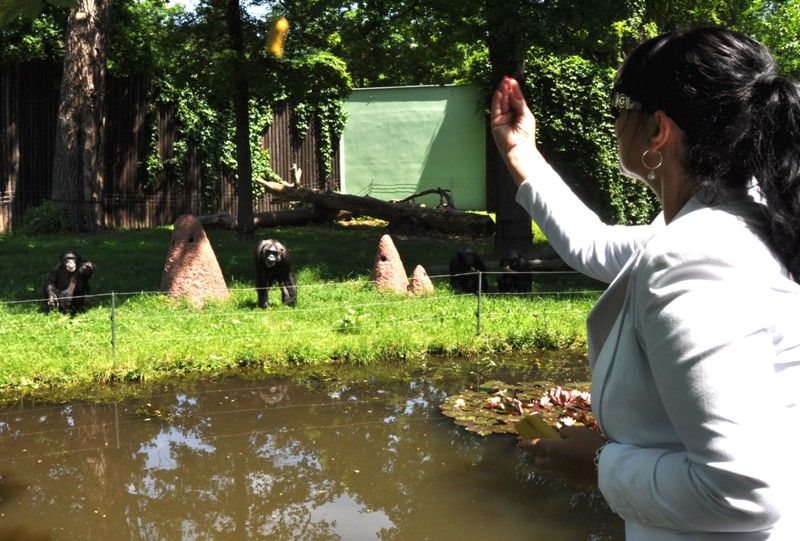 Na návštěvníky plzeňské zoo čeká v nadcházejících prázdninových měsících nová expozice. Prostřednictvím naučné stezky sestavené z 29 zastavení jim představí australské léto. Jednotlivé části expozice přibližují nejen unikátní faunu a floru nejmenšího kontinentu, ale zároveň návštěvníky seznamují i s Aboridžinci, původními obyvateli Austrálie, a jejich životem. Po dlouhých čtyřiceti letech se do místní zahrady opět vracejí australští psi dingo. Mezi další zajímavá zvířata patří ježura a nemohou zde samozřejmě chybět klokani, kterých zoo v Plzni chová devět druhů. (foto: 13.6.2013)