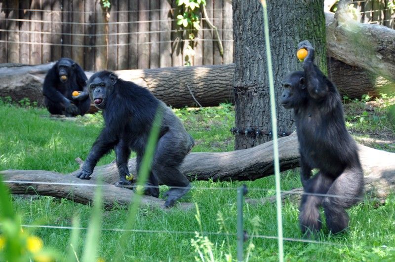 Na návštěvníky plzeňské zoo čeká v nadcházejících prázdninových měsících nová expozice. Prostřednictvím naučné stezky sestavené z 29 zastavení jim představí australské léto. Jednotlivé části expozice přibližují nejen unikátní faunu a floru nejmenšího kontinentu, ale zároveň návštěvníky seznamují i s Aboridžinci, původními obyvateli Austrálie, a jejich životem. Po dlouhých čtyřiceti letech se do místní zahrady opět vracejí australští psi dingo. Mezi další zajímavá zvířata patří ježura a nemohou zde samozřejmě chybět klokani, kterých zoo v Plzni chová devět druhů. (foto: 13.6.2013)