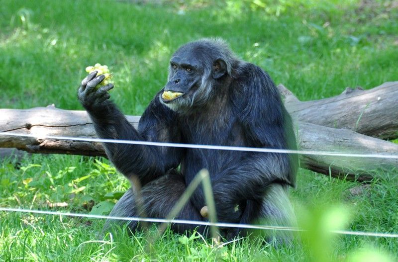 Na návštěvníky plzeňské zoo čeká v nadcházejících prázdninových měsících nová expozice. Prostřednictvím naučné stezky sestavené z 29 zastavení jim představí australské léto. Jednotlivé části expozice přibližují nejen unikátní faunu a floru nejmenšího kontinentu, ale zároveň návštěvníky seznamují i s Aboridžinci, původními obyvateli Austrálie, a jejich životem. Po dlouhých čtyřiceti letech se do místní zahrady opět vracejí australští psi dingo. Mezi další zajímavá zvířata patří ježura a nemohou zde samozřejmě chybět klokani, kterých zoo v Plzni chová devět druhů. (foto: 13.6.2013)