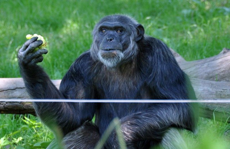 Na návštěvníky plzeňské zoo čeká v nadcházejících prázdninových měsících nová expozice. Prostřednictvím naučné stezky sestavené z 29 zastavení jim představí australské léto. Jednotlivé části expozice přibližují nejen unikátní faunu a floru nejmenšího kontinentu, ale zároveň návštěvníky seznamují i s Aboridžinci, původními obyvateli Austrálie, a jejich životem. Po dlouhých čtyřiceti letech se do místní zahrady opět vracejí australští psi dingo. Mezi další zajímavá zvířata patří ježura a nemohou zde samozřejmě chybět klokani, kterých zoo v Plzni chová devět druhů. (foto: 13.6.2013)