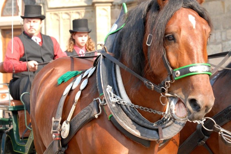Kolona dvou desítek historických vozidel v čele se závodním vozem Tatra šestinásobného vítěze Rallye Paříž – Dakar Karla Lopraise odstartovala z plzeňského náměstí Republiky (27.7.2012) svoji třídenní cestu po nejzajímavějších památkách Plzeňského kraje. Trasu 444 km dlouhou zakončí v neděli odpoledne na nádvoří Plzeňského Prazdroje.