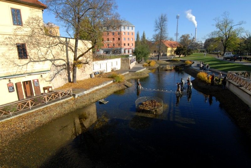 Pracovníci Správy veřejného statku města Plzně dnes (31.10.2012) provedli výlov Mlýnské strouhy. Odlov okrasných ryb je prováděn každoročně, protože vodní nádrž nemá pro jejich přezimování dostatečnou hloubku. Ze svého zimoviště se ryby vrátí zpátky na jaře.