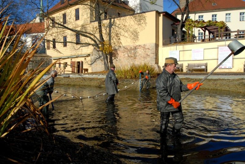 Pracovníci Správy veřejného statku města Plzně dnes (31.10.2012) provedli výlov Mlýnské strouhy. Odlov okrasných ryb je prováděn každoročně, protože vodní nádrž nemá pro jejich přezimování dostatečnou hloubku. Ze svého zimoviště se ryby vrátí zpátky na jaře.