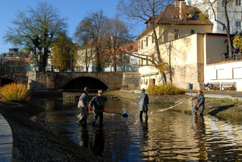 Pracovníci Správy veřejného statku města Plzně dnes (31.10.2012) provedli výlov Mlýnské strouhy. Odlov okrasných ryb je prováděn každoročně, protože vodní nádrž nemá pro jejich přezimování dostatečnou hloubku. Ze svého zimoviště se ryby vrátí zpátky na jaře.