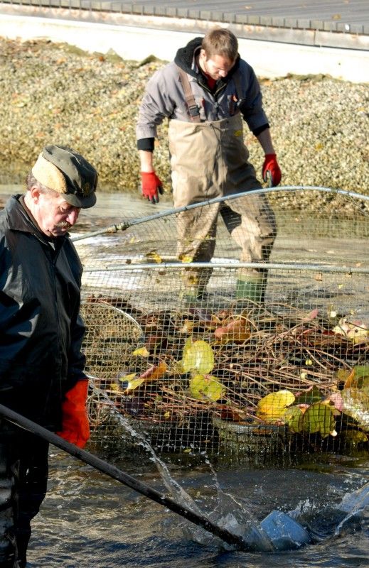 Pracovníci Správy veřejného statku města Plzně dnes (31.10.2012) provedli výlov Mlýnské strouhy. Odlov okrasných ryb je prováděn každoročně, protože vodní nádrž nemá pro jejich přezimování dostatečnou hloubku. Ze svého zimoviště se ryby vrátí zpátky na jaře.