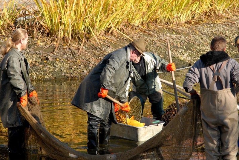 Pracovníci Správy veřejného statku města Plzně dnes (31.10.2012) provedli výlov Mlýnské strouhy. Odlov okrasných ryb je prováděn každoročně, protože vodní nádrž nemá pro jejich přezimování dostatečnou hloubku. Ze svého zimoviště se ryby vrátí zpátky na jaře.