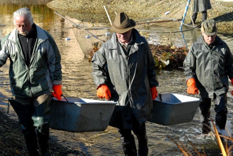 Pracovníci Správy veřejného statku města Plzně dnes (31.10.2012) provedli výlov Mlýnské strouhy. Odlov okrasných ryb je prováděn každoročně, protože vodní nádrž nemá pro jejich přezimování dostatečnou hloubku. Ze svého zimoviště se ryby vrátí zpátky na jaře.