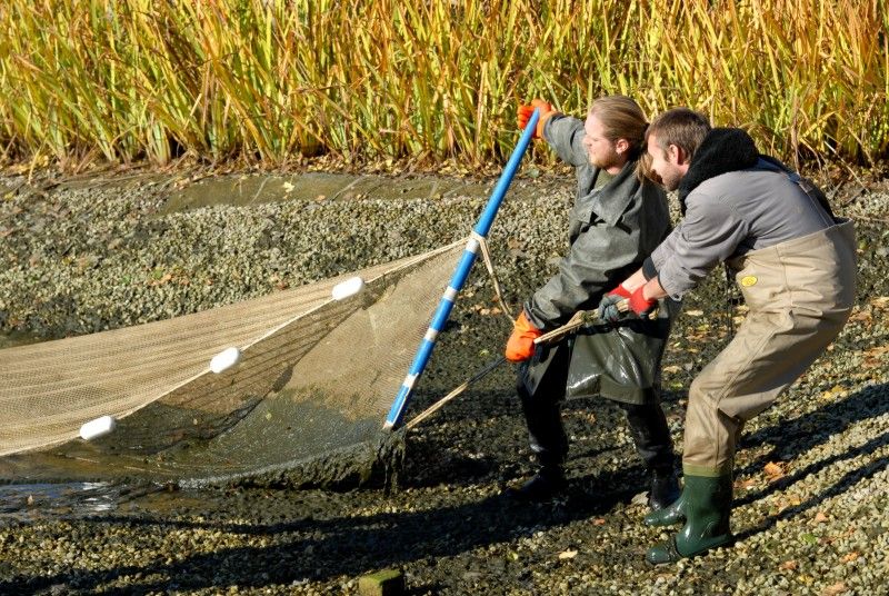 Výlov okrasných ryb z Mlýnské strouhy