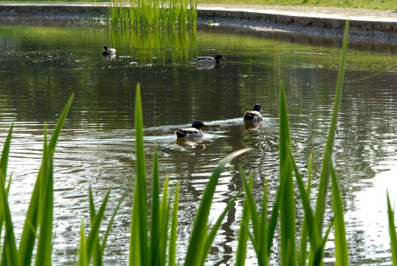 Mlýnská strouha - jedno z nejkrásnějších míst v centru města Plzně