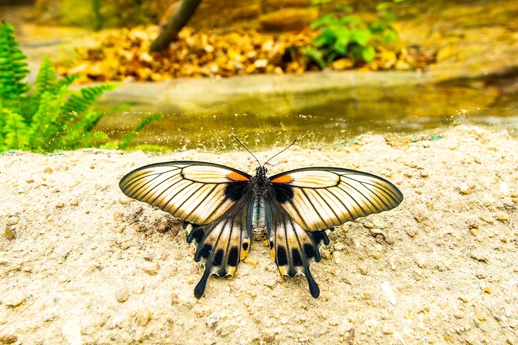 Nový tropický pavilon v Zoo Plzeň (foto: M. Pecuch, 5.11.2018)