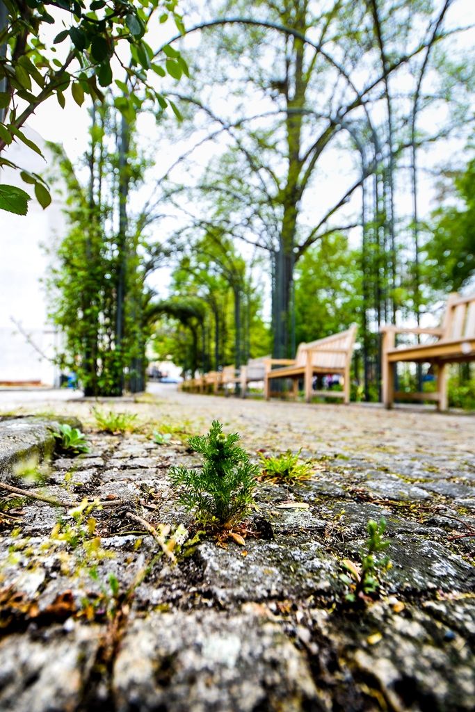 Plzeň zakoupila unikátní komunální stroj na hubení plevele, údržbu mobiliáře i na čištění graffiti (foto: M. Pecuch, 26.4.2019)