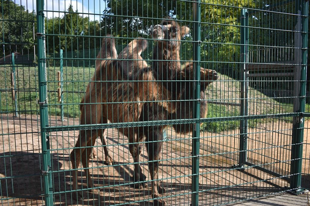 Křtiny velbloudice Aiko z plzeňské zoo(foto: A. Jarošová, 17.9.2019)