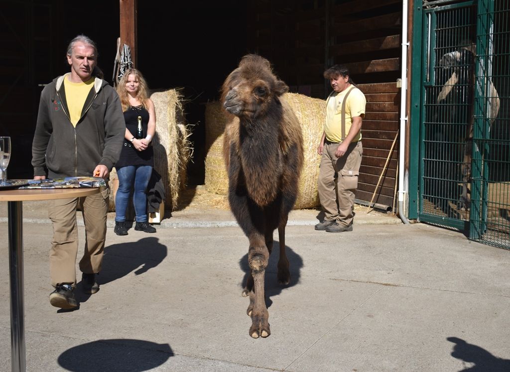 Křtiny velbloudice Aiko z plzeňské zoo(foto: A. Jarošová, 17.9.2019)