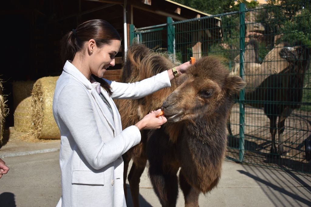 Křtiny velbloudice Aiko z plzeňské zoo(foto: A. Jarošová, 17.9.2019)