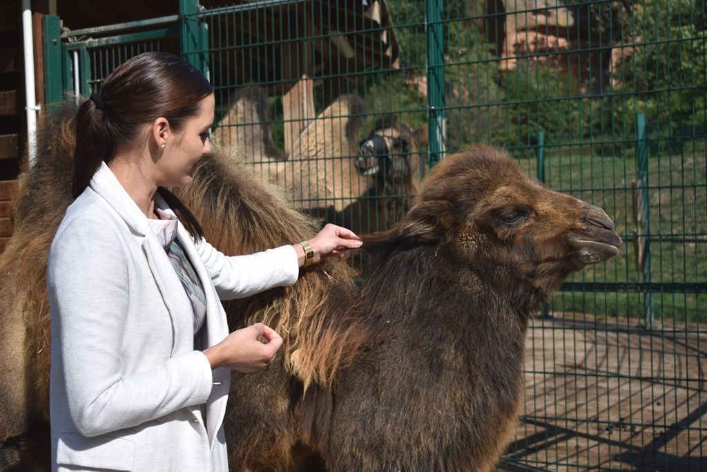 Křtiny velbloudice Aiko z plzeňské zoo(foto: A. Jarošová, 17.9.2019)