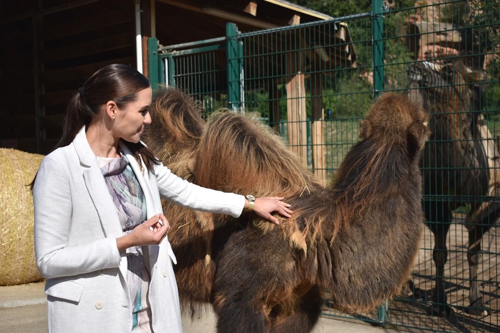 Křtiny velbloudice Aiko z plzeňské zoo(foto: A. Jarošová, 17.9.2019)
