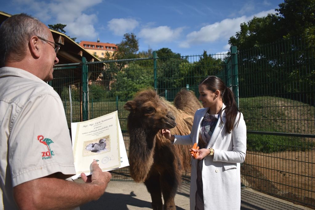 Křtiny velbloudice Aiko z plzeňské zoo(foto: A. Jarošová, 17.9.2019)