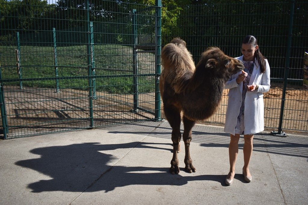 Křtiny velbloudice Aiko z plzeňské zoo(foto: A. Jarošová, 17.9.2019)