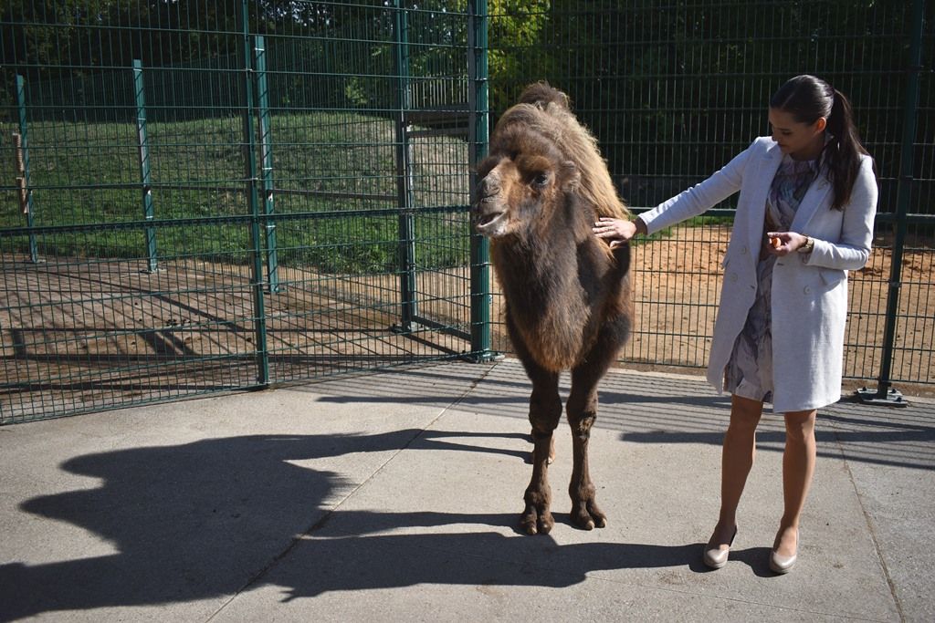 Křtiny velbloudice Aiko z plzeňské zoo(foto: A. Jarošová, 17.9.2019)
