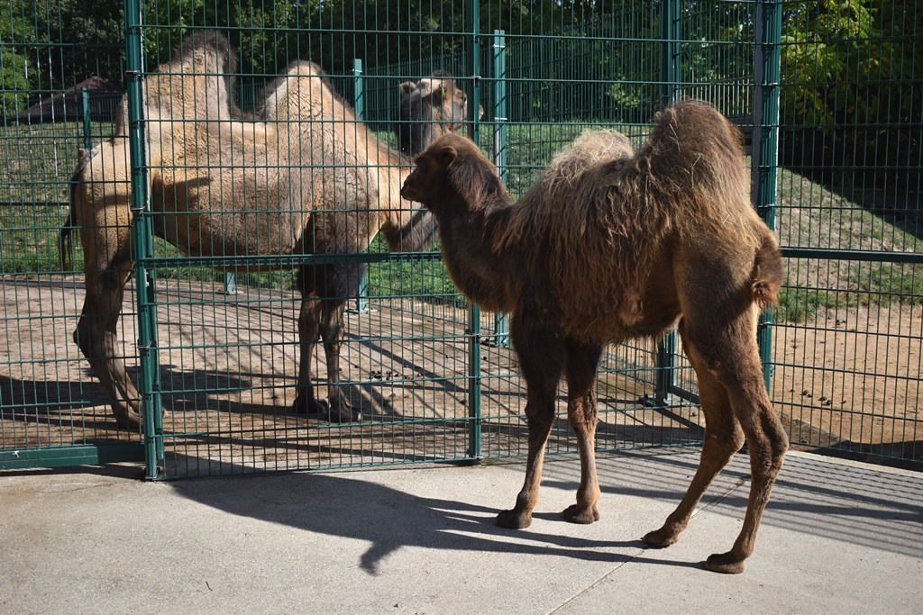 Křtiny velbloudice Aiko z plzeňské zoo(foto: A. Jarošová, 17.9.2019)