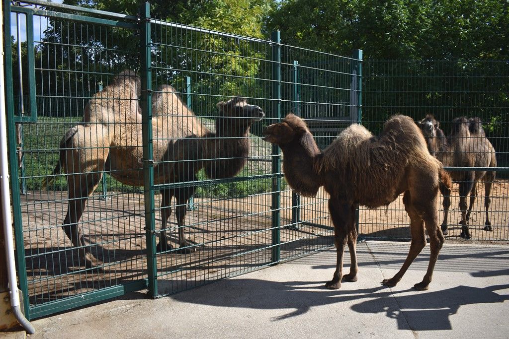 Křtiny velbloudice Aiko z plzeňské zoo(foto: A. Jarošová, 17.9.2019)