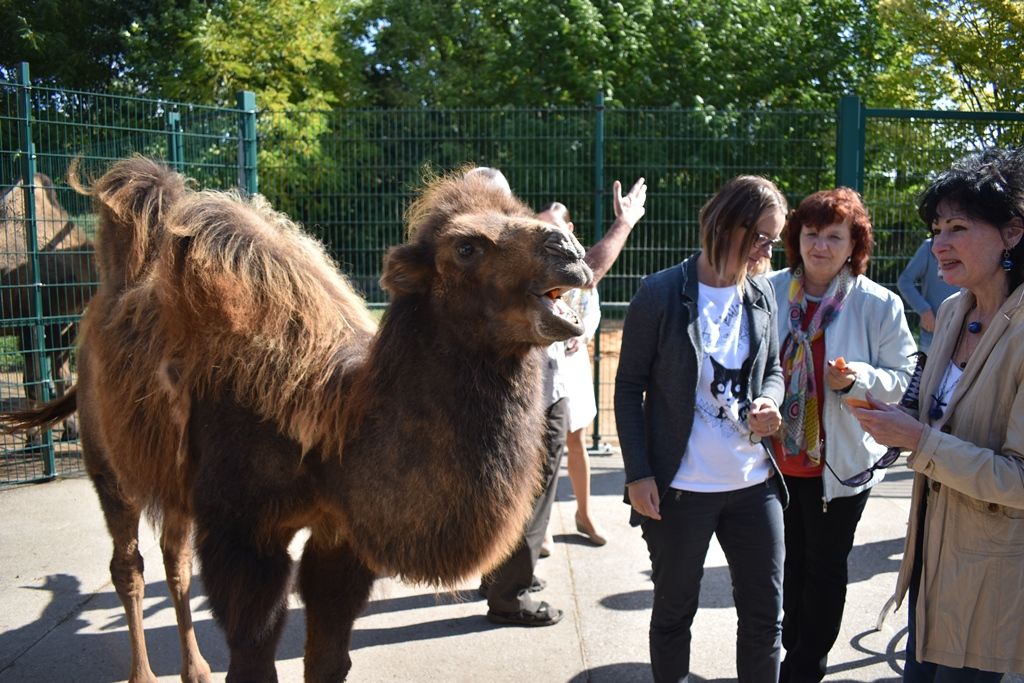 Křtiny velbloudice Aiko z plzeňské zoo(foto: A. Jarošová, 17.9.2019)