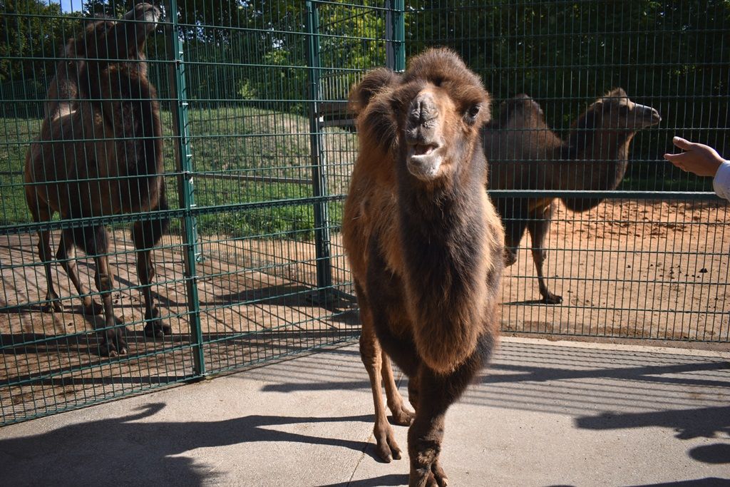 Křtiny velbloudice Aiko z plzeňské zoo(foto: A. Jarošová, 17.9.2019)